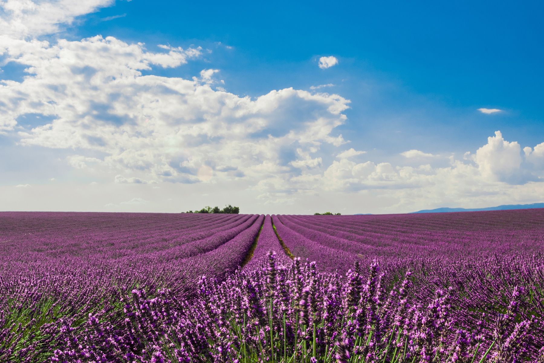 Лаванда. Иллюстративный снимок. Фото: wirestock, magnific.com