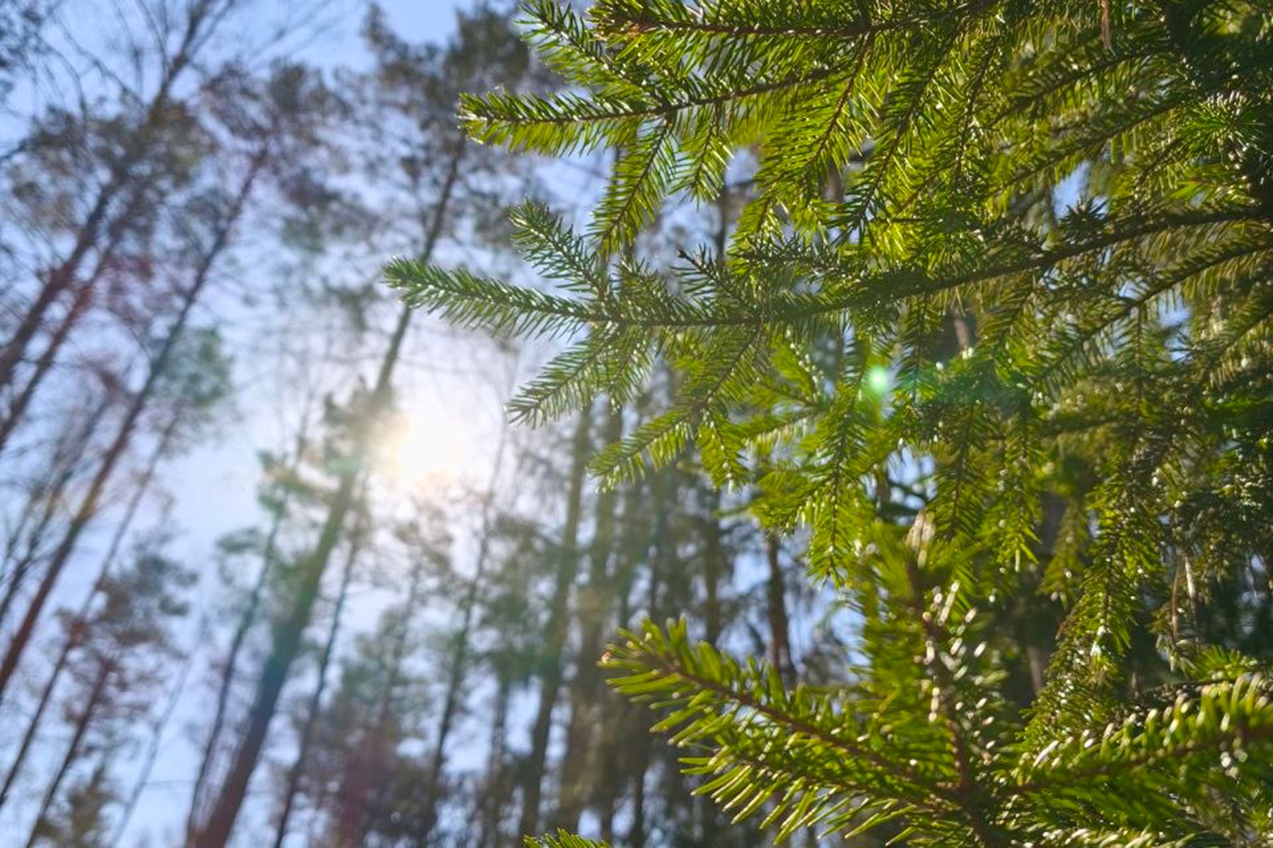 Фото: Минлесхоз, Telegram