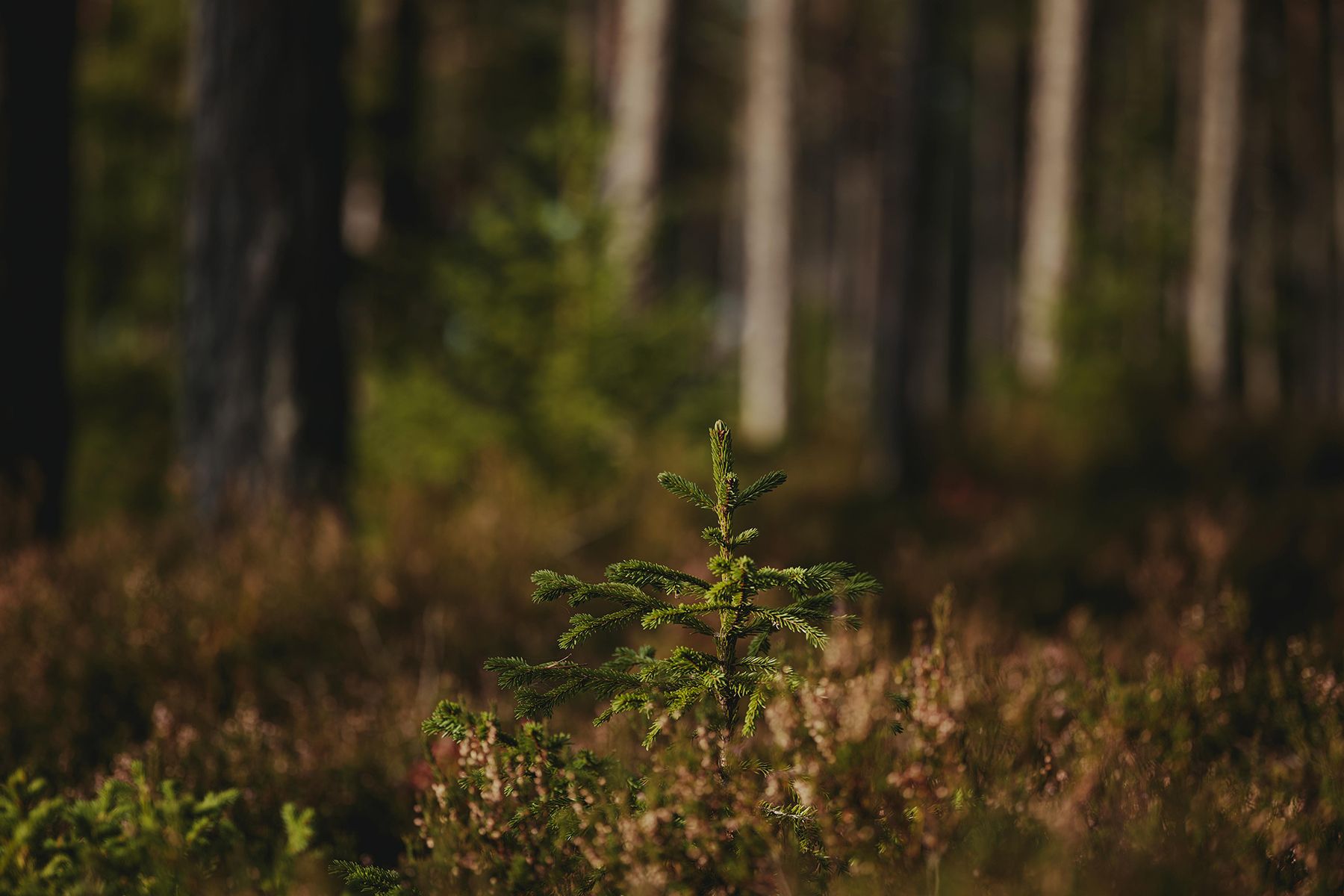 Фото: Lauri Poldre, pexels.com