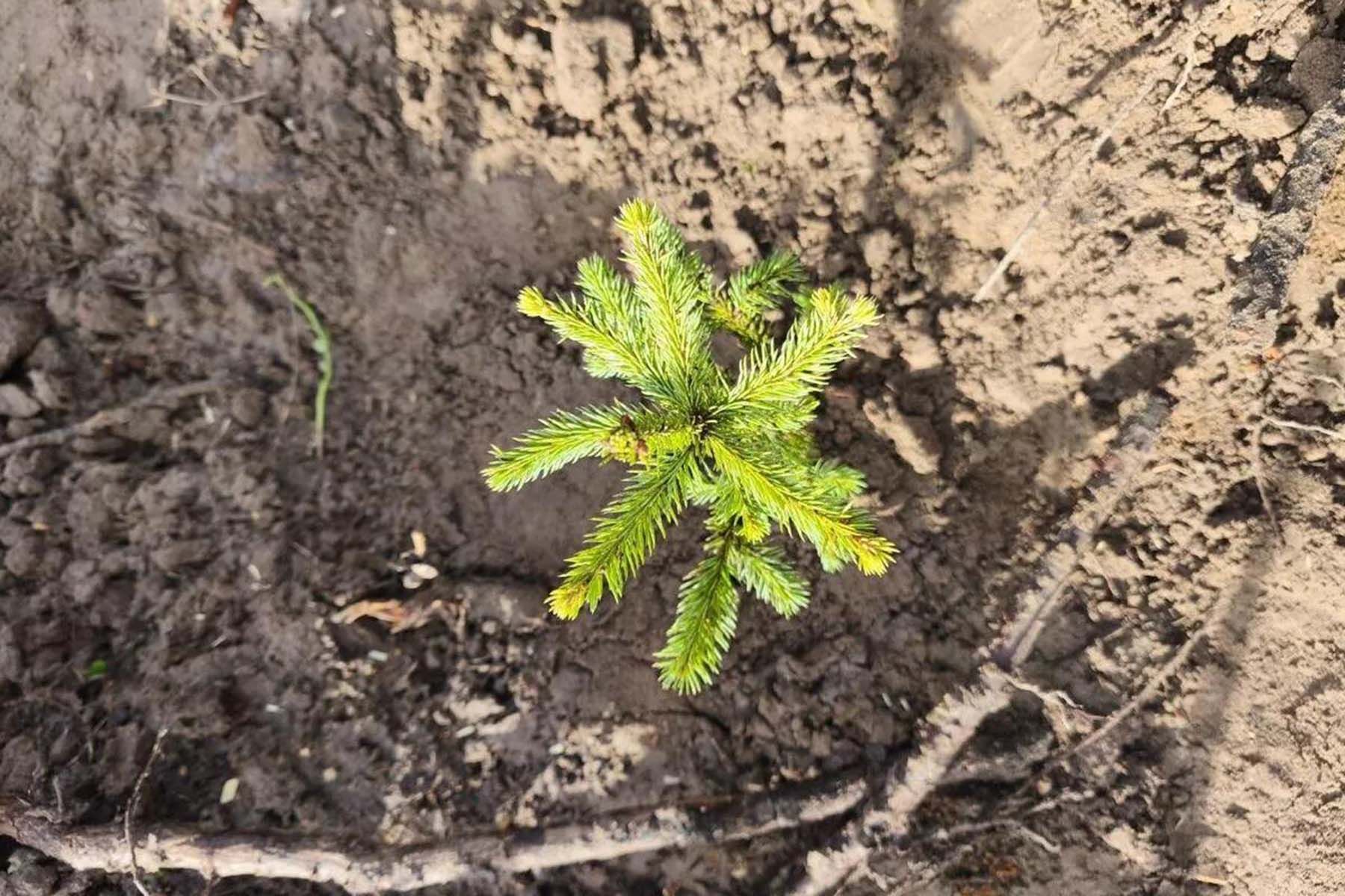 посадка леса молодой елочка саженец