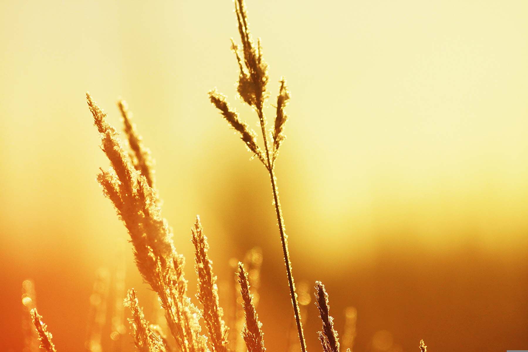 солнце лето жара 