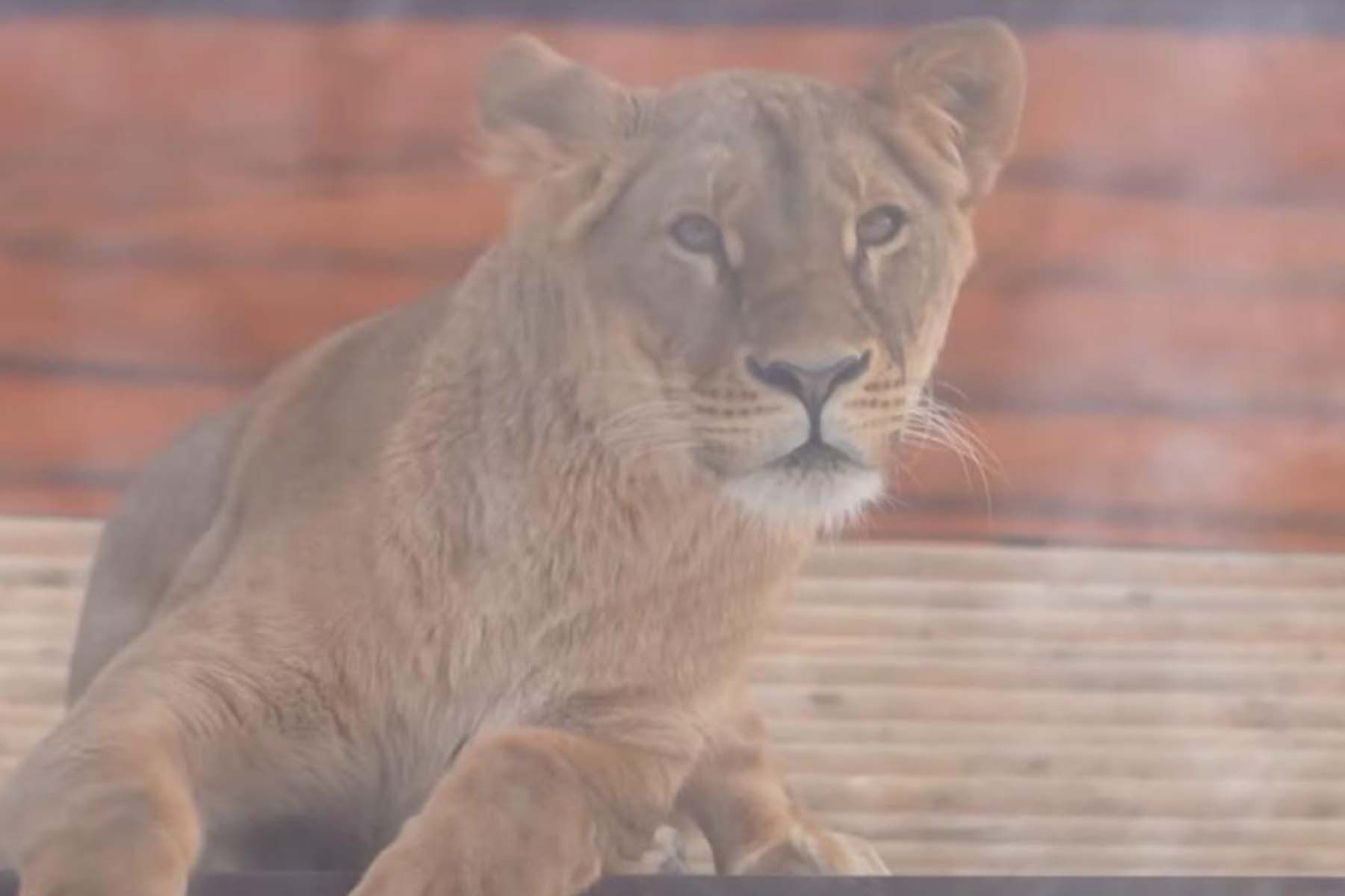 Львица Киара в Минском зоопарке. © СТВ