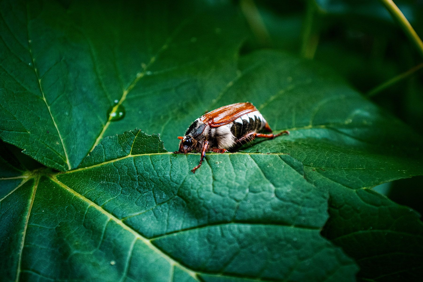 Фото: Johannes Óvegur, Unsplash.com
