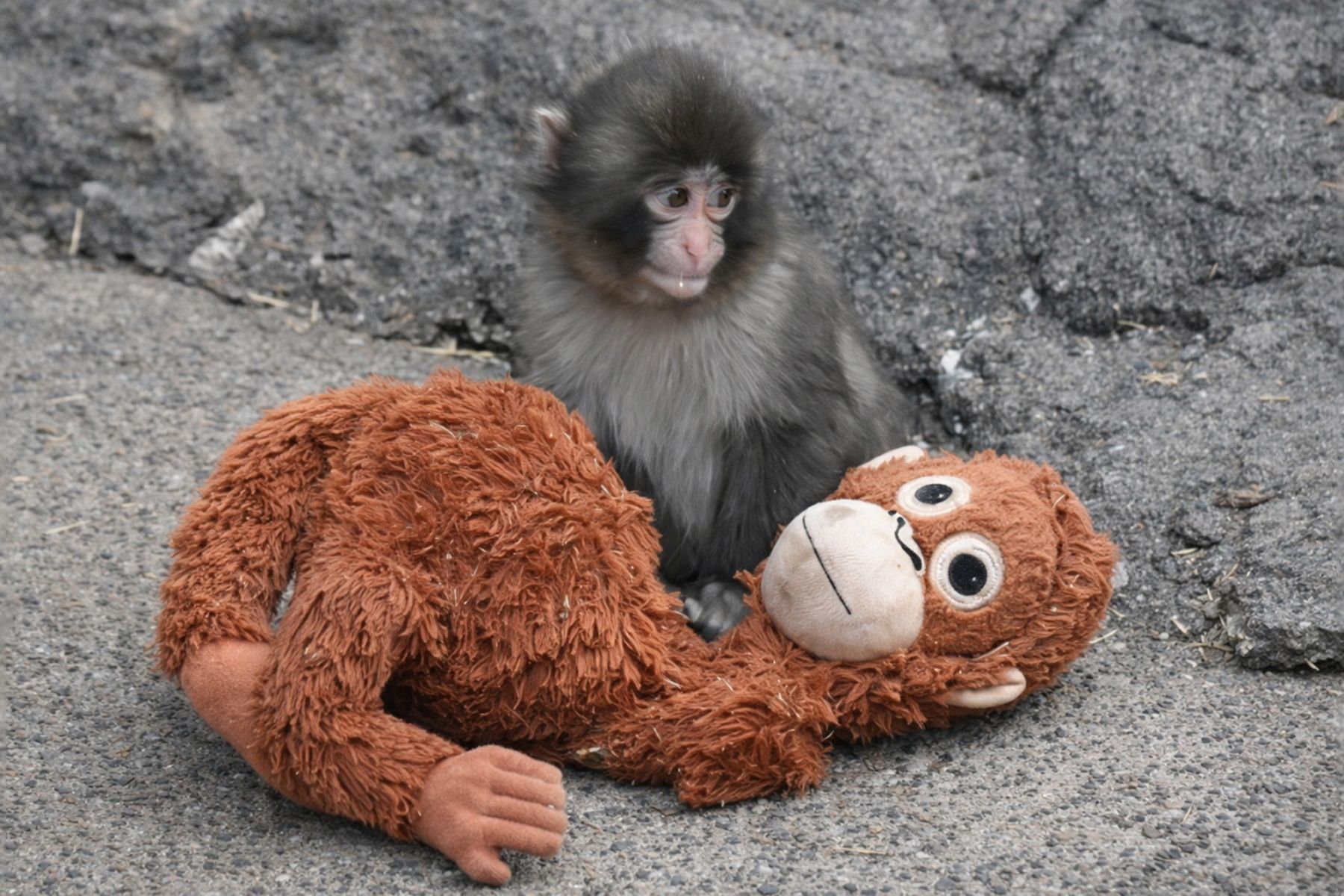 макака Панч