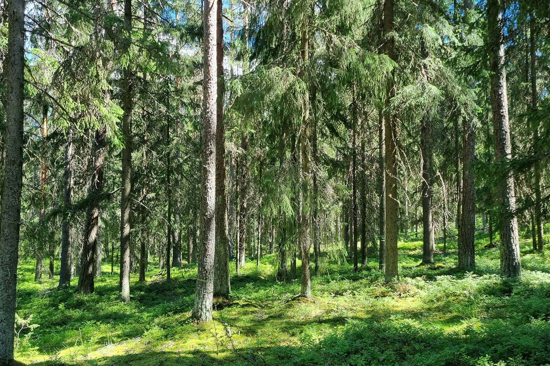 Еловый лес