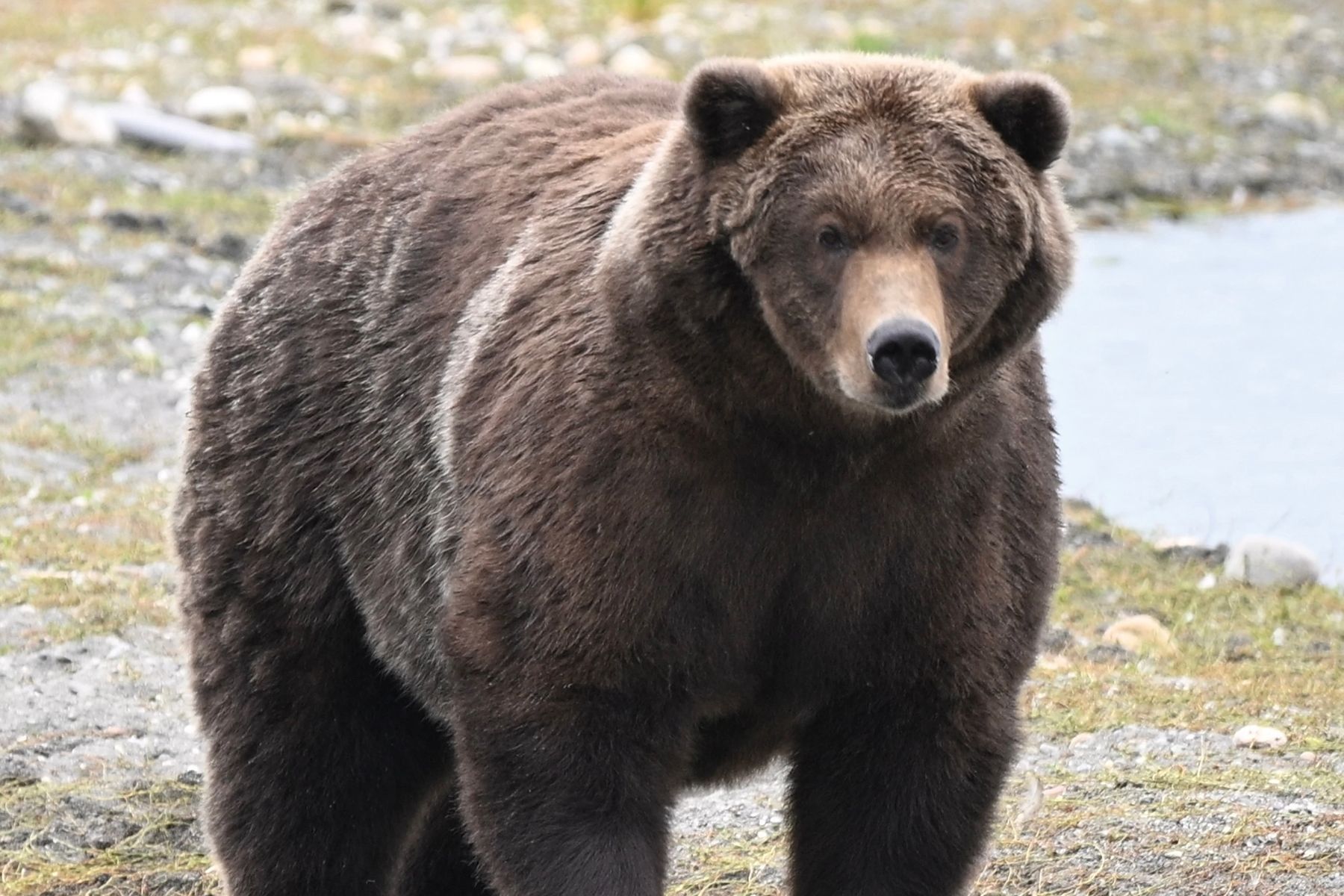 Фото: Katmai National Park & Preserve