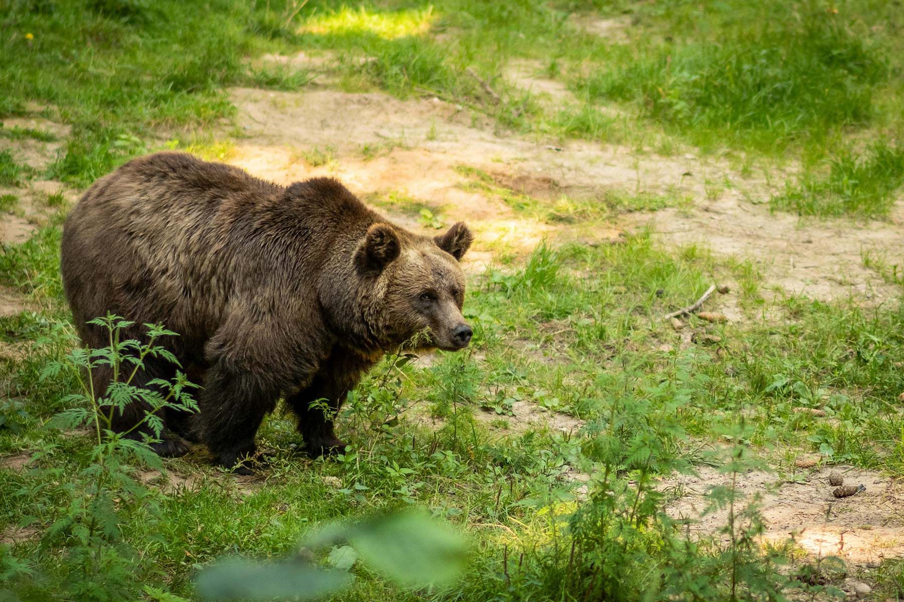 Медведь