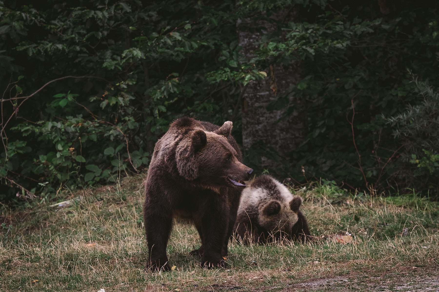 медведи медведь