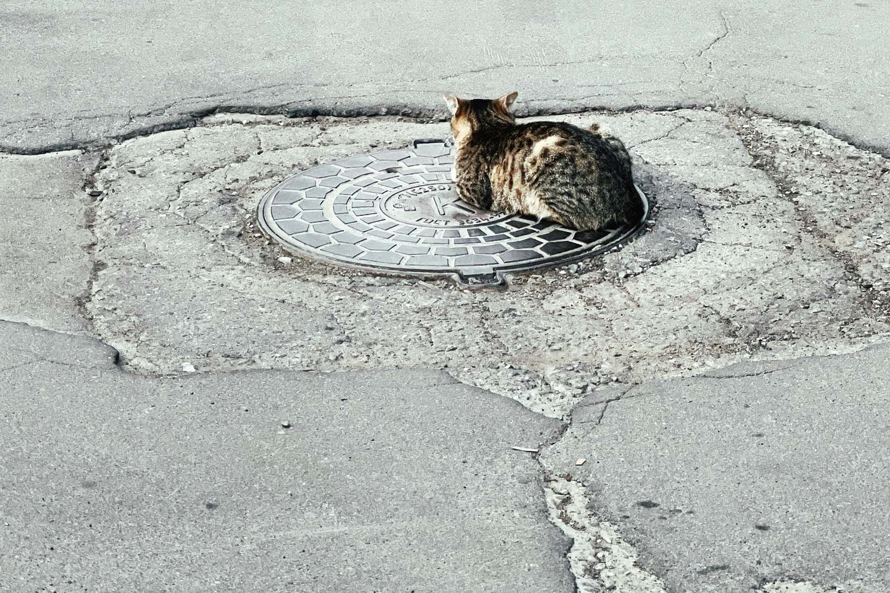 люк кот