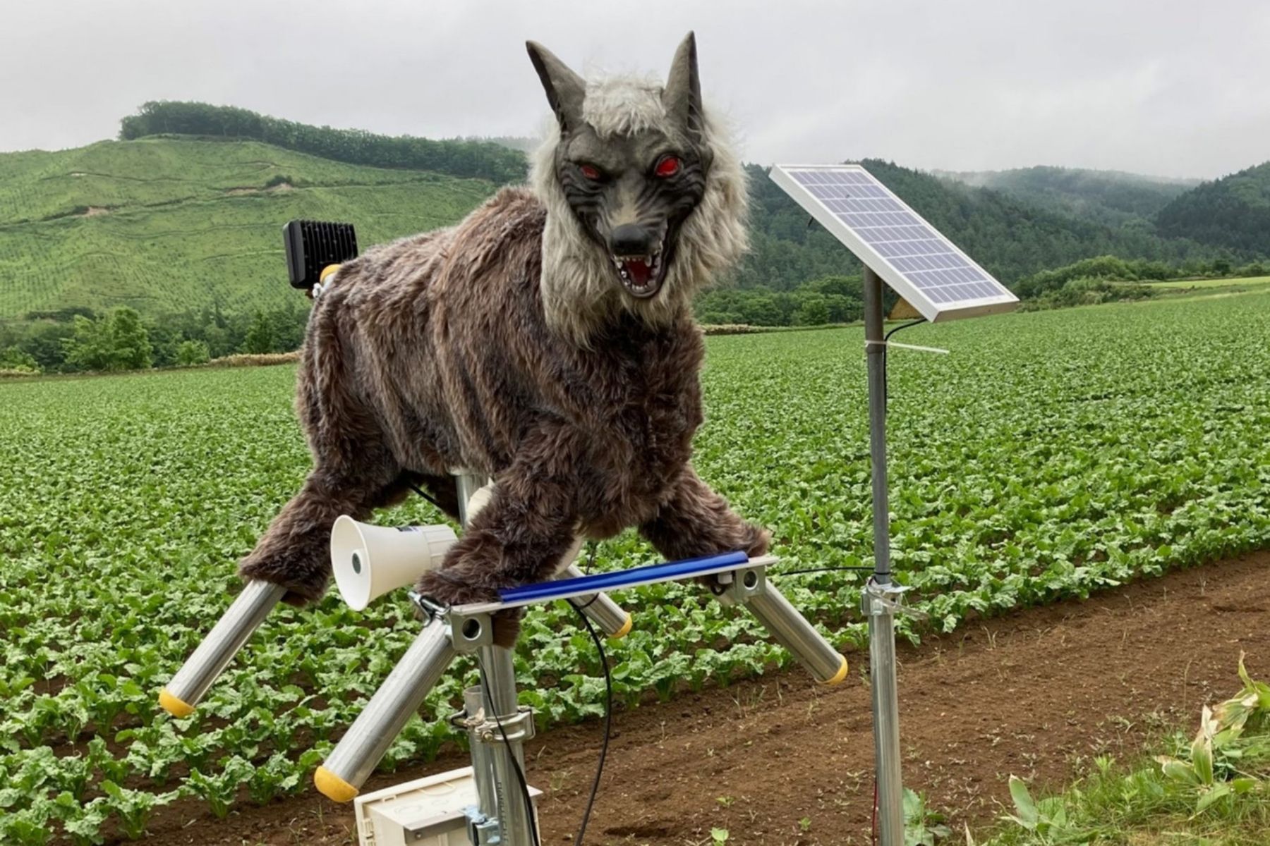 Аниматронное пугало Monster Wolf. Фото: wolfkamuy.com
