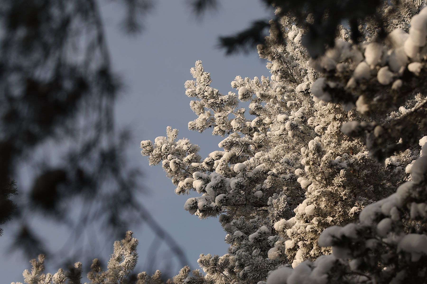 © Павел Орловский, Times.by