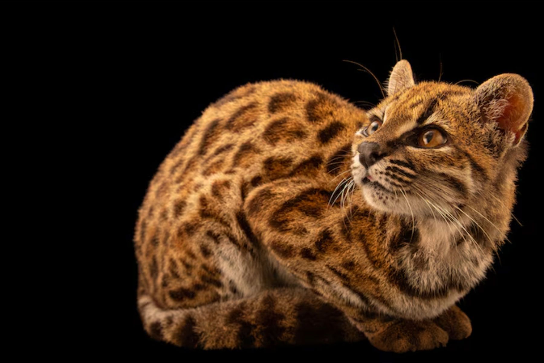 Фото: National Geographic