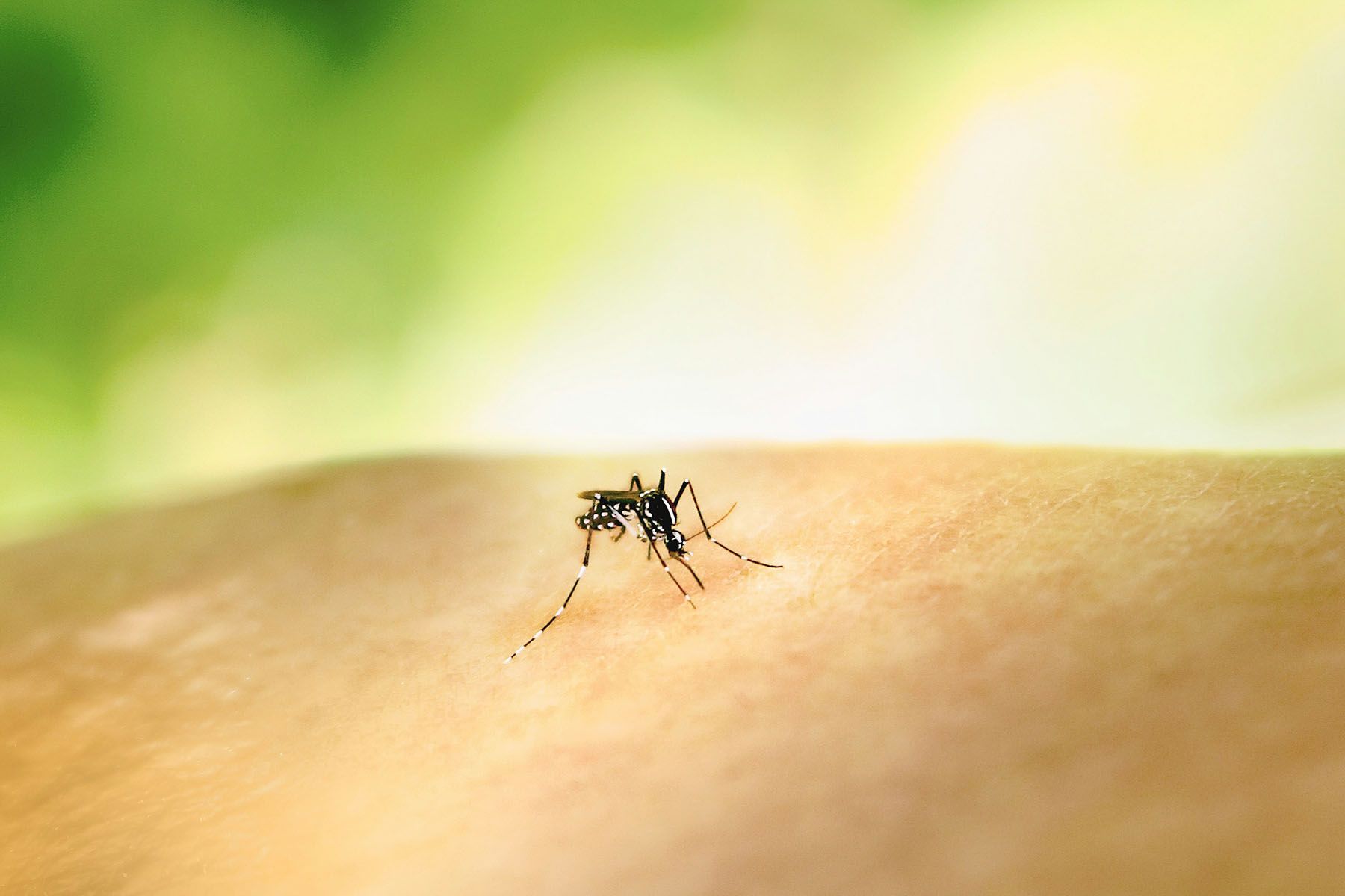 Комар рода Aedes