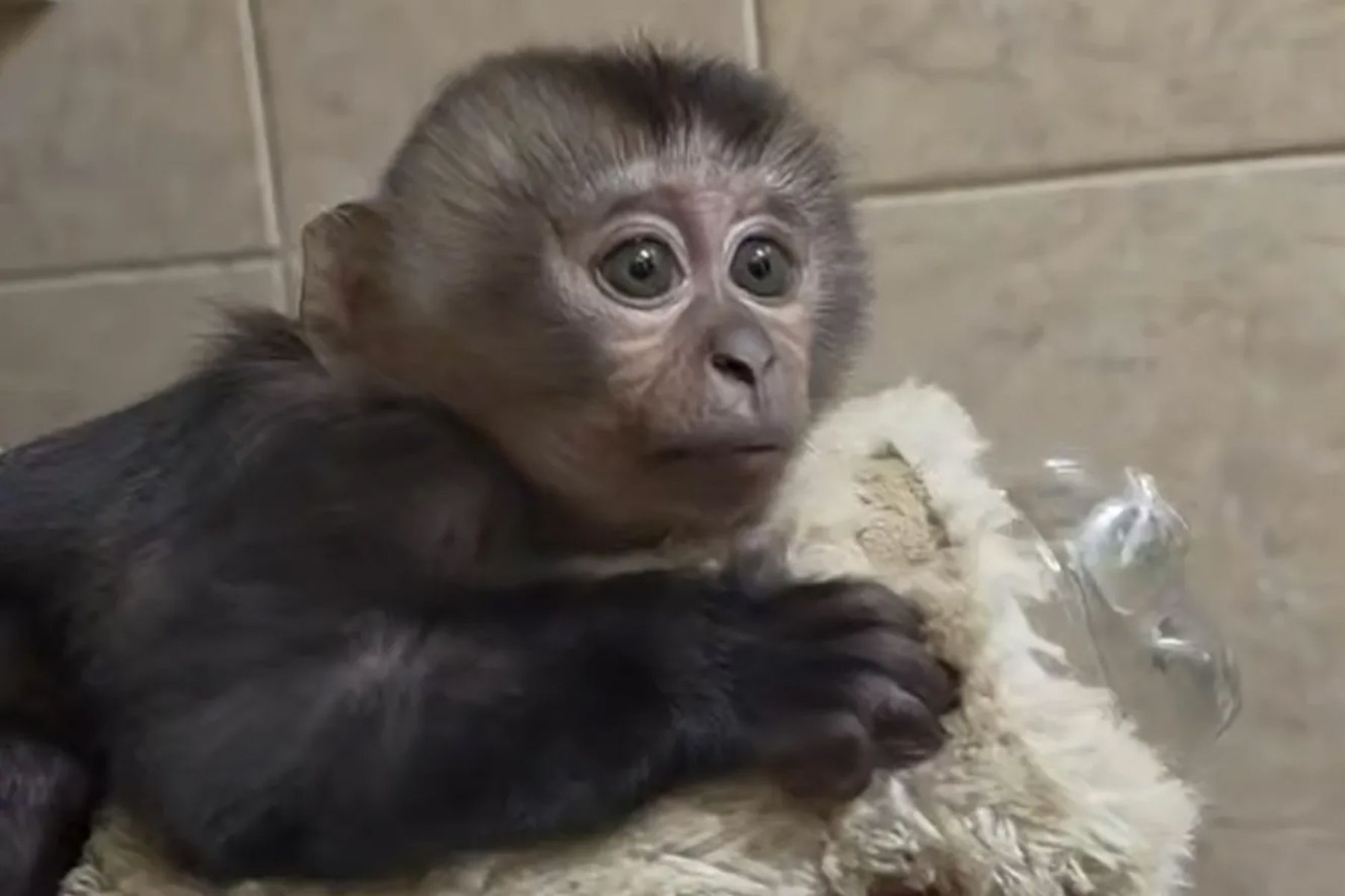 Обезьянка из Ленинградского зоопарка