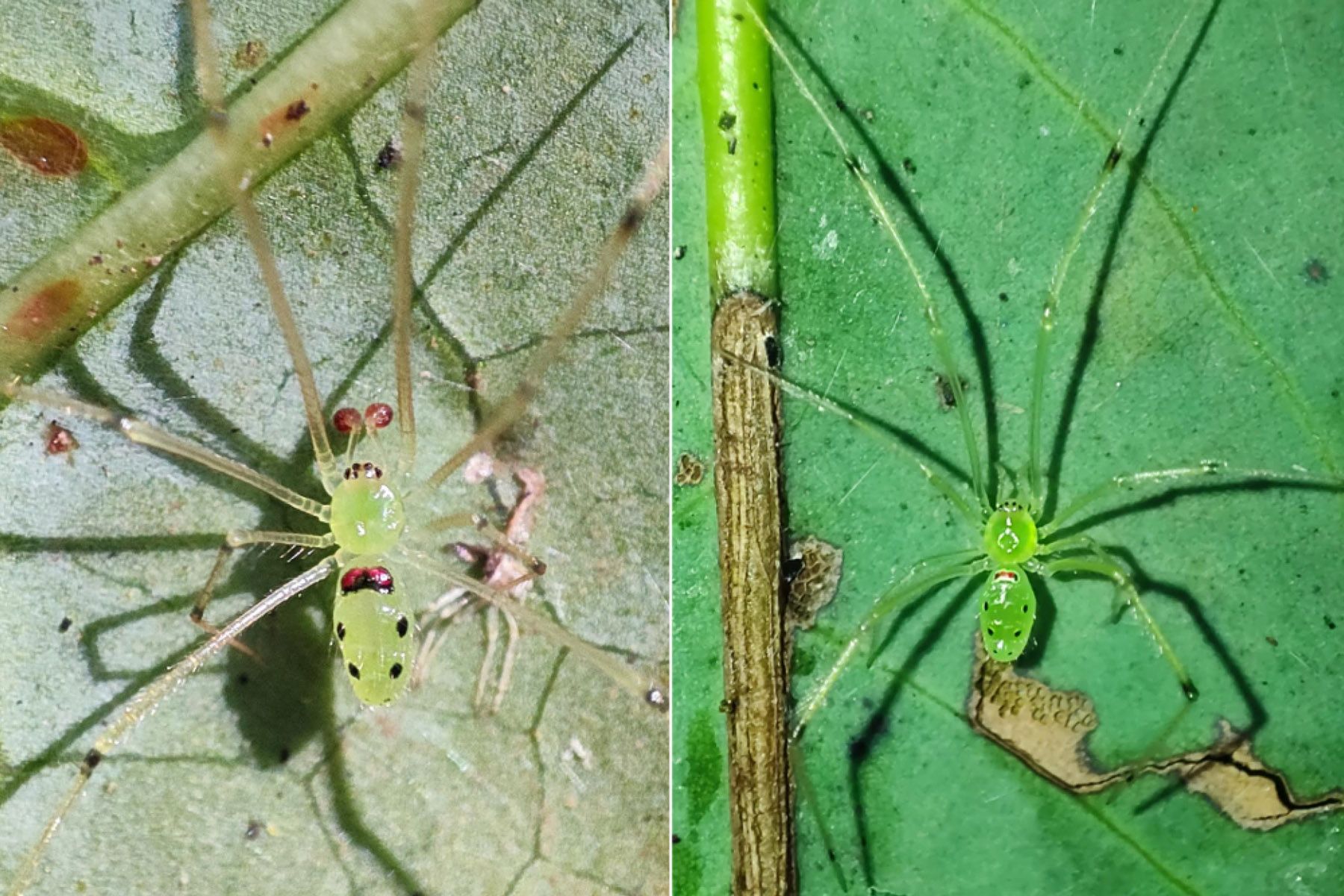 Фото: Evolutionary Systematics