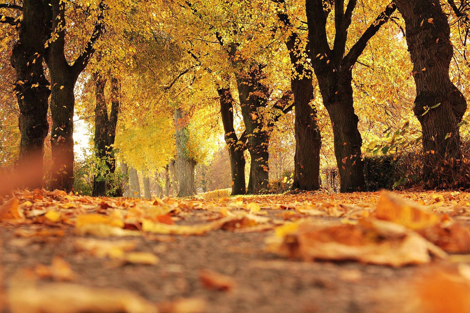 Фото: NoName_13, pixabay.com