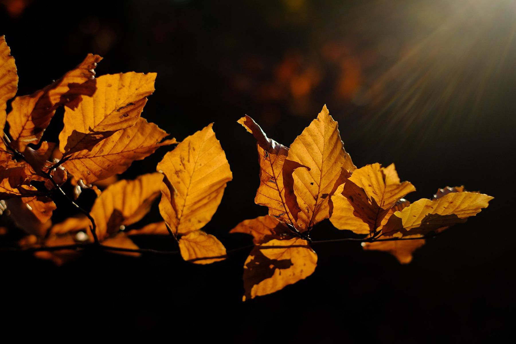 Фото: Hans, pixabay.com