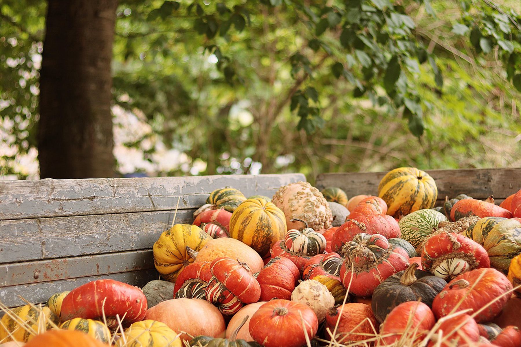 Фото: NoName_13, pixabay.com