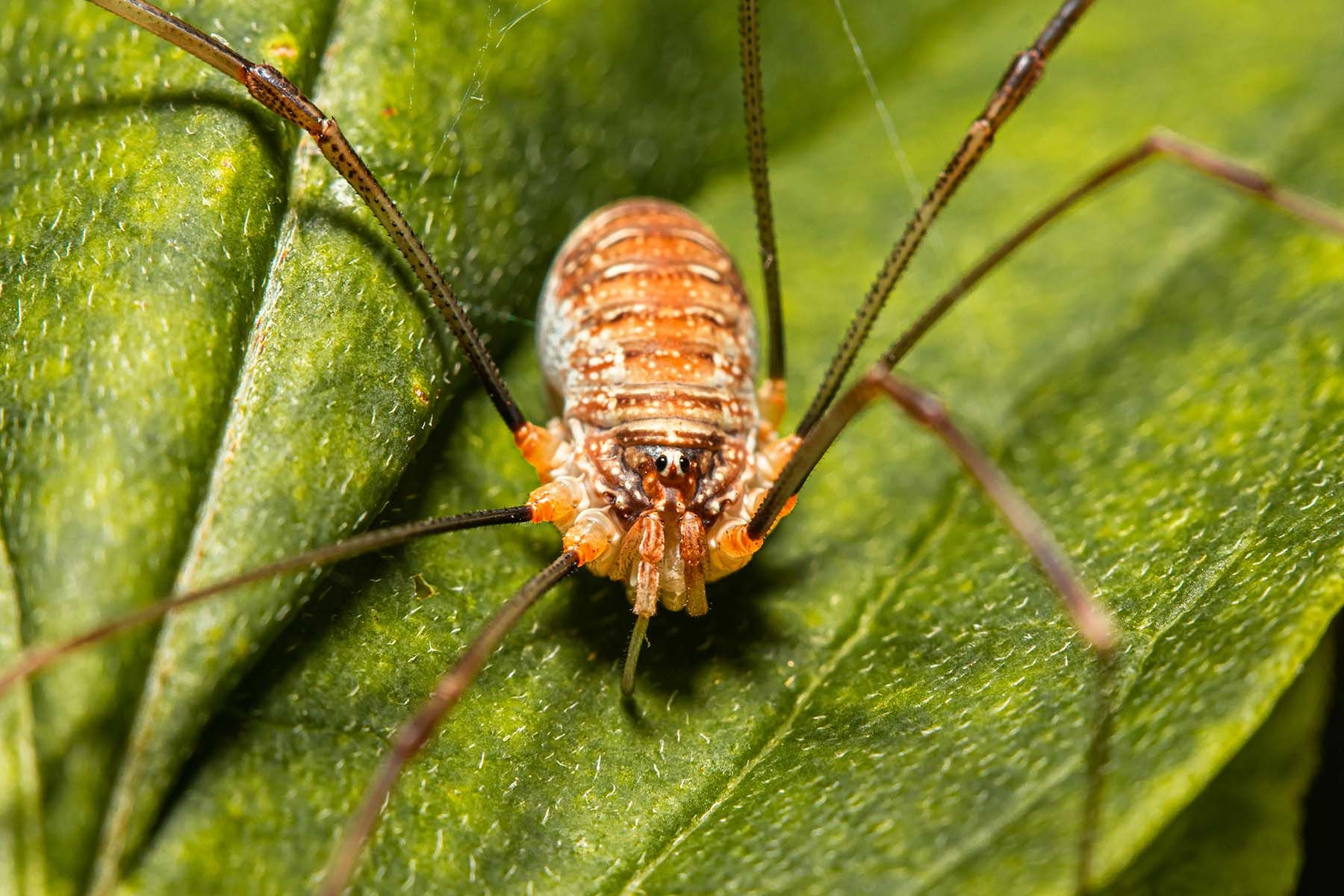 паук