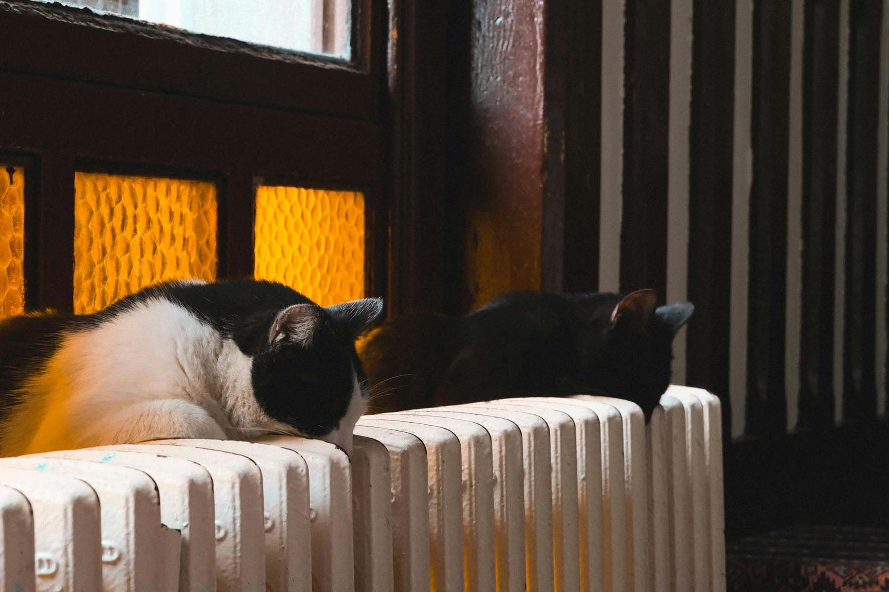 отопление батарея кот тепло