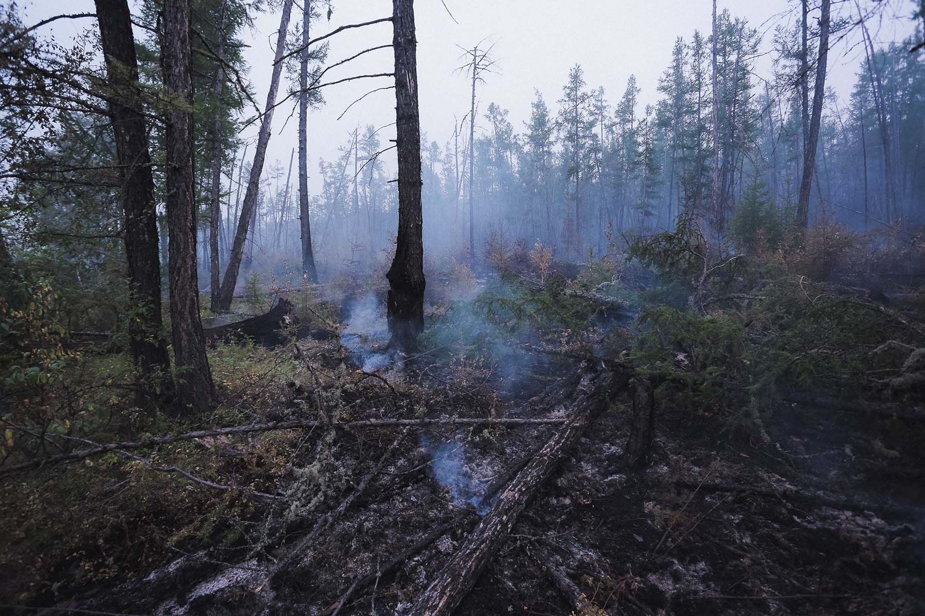 лесной пожар огонь