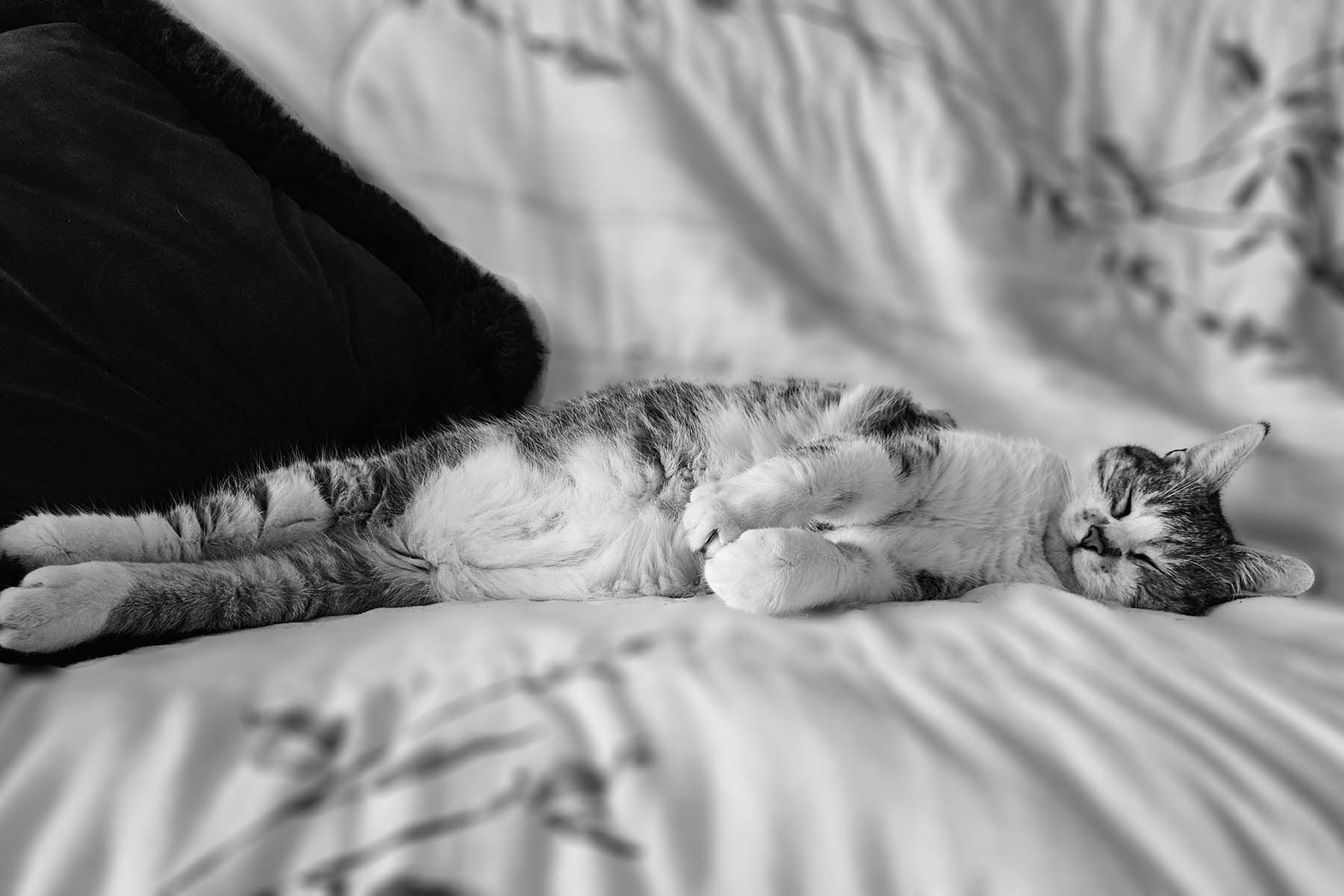 кот спит