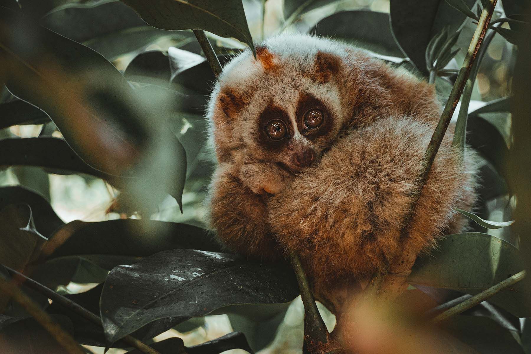 Медленный лори. Фото: SONIC, Pexels.com