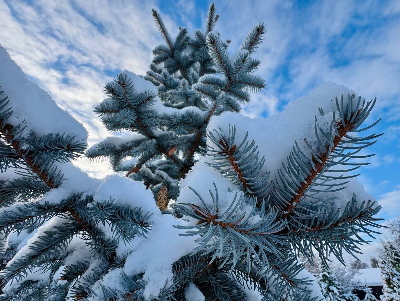 Вечнозеленый сад Елены Новиковой