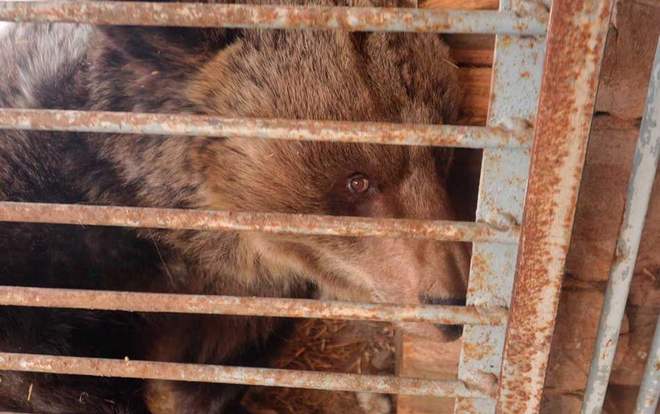 Медведь Федя проснулся в Могилевском зоосаде. © СТВ