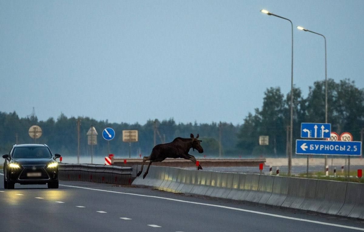 лось дорога