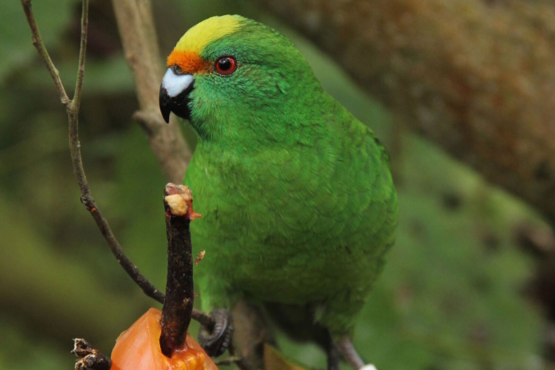 Попугай какарики карака. Фото: Isaac Conservation and Wildlife Trust