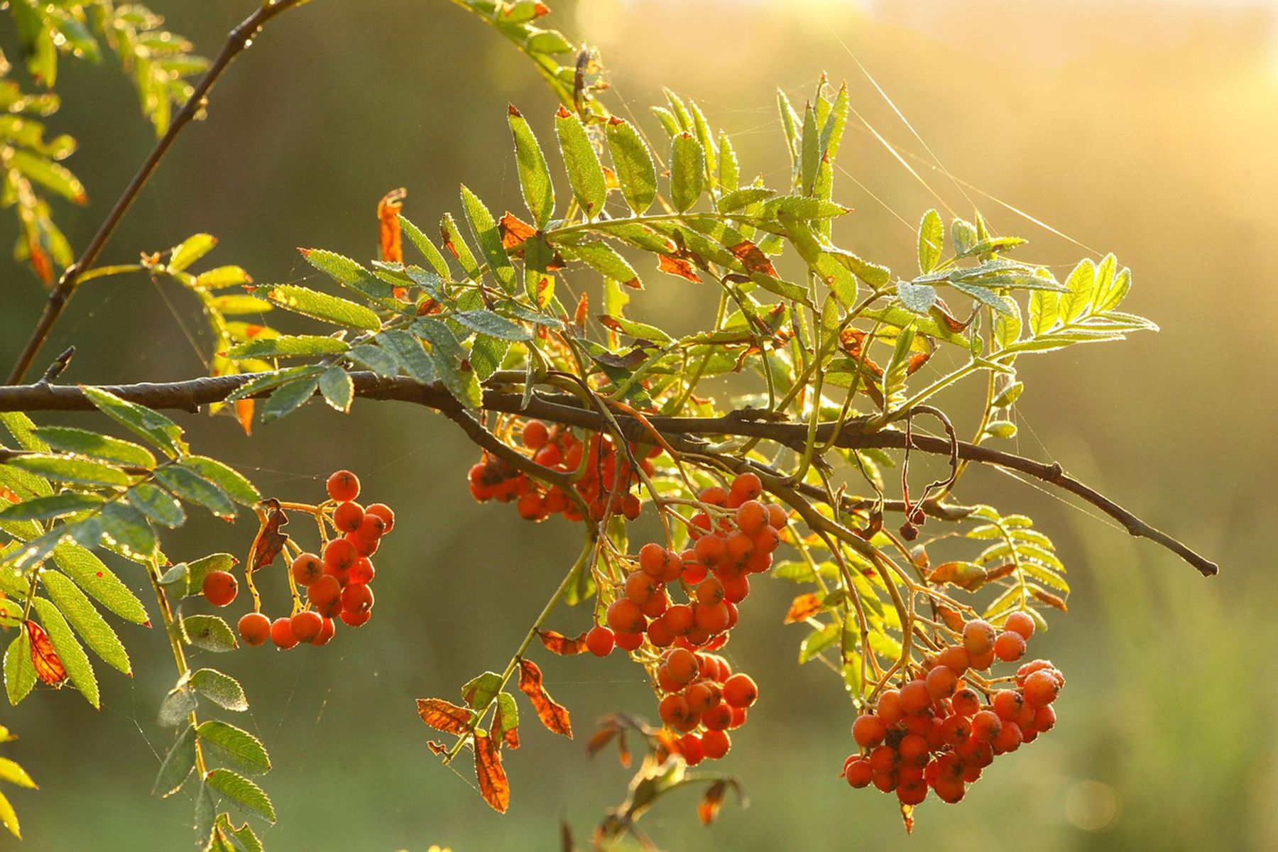 Фото: gosiak1980, pixabay.com