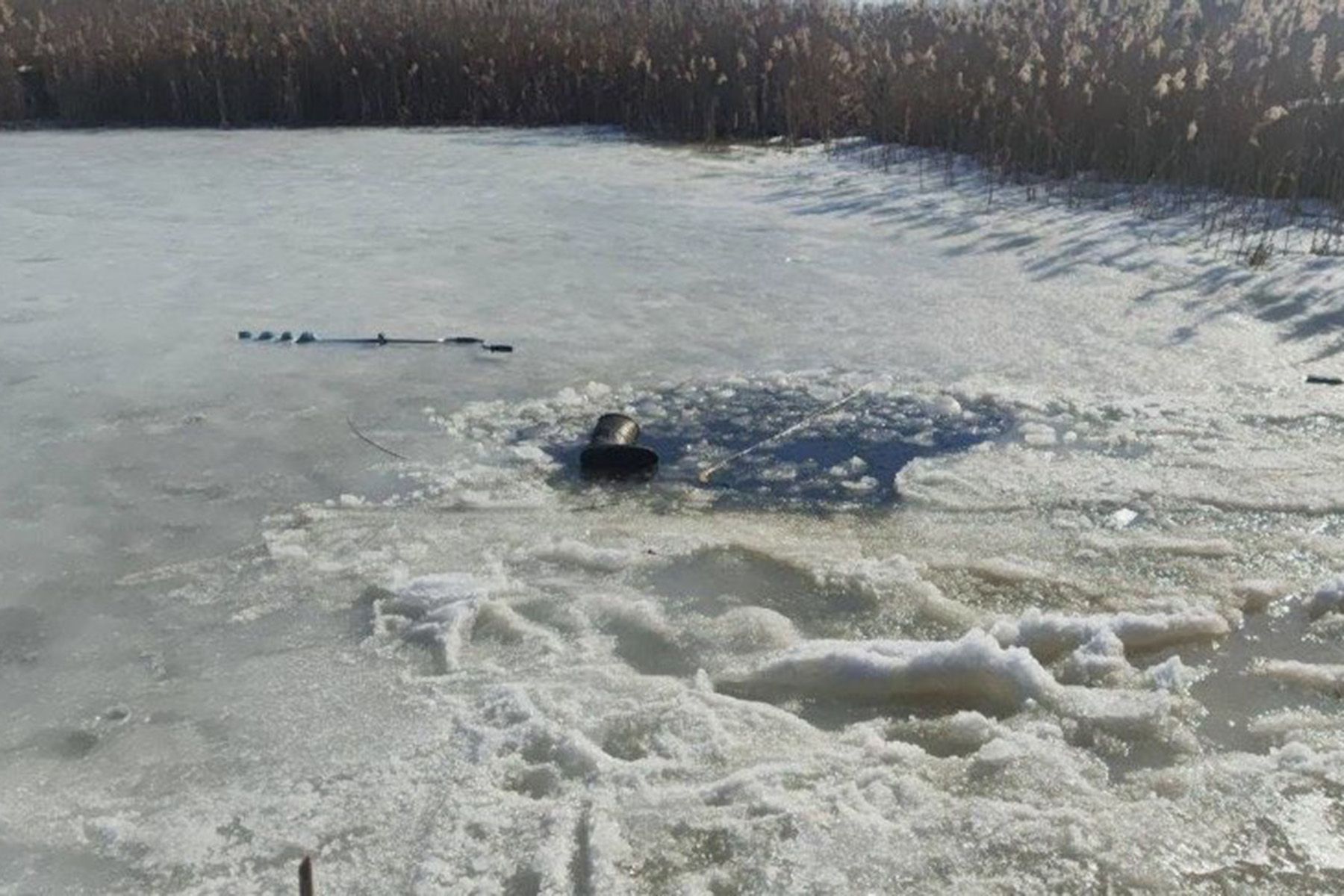 © Гомельский ОСВОД