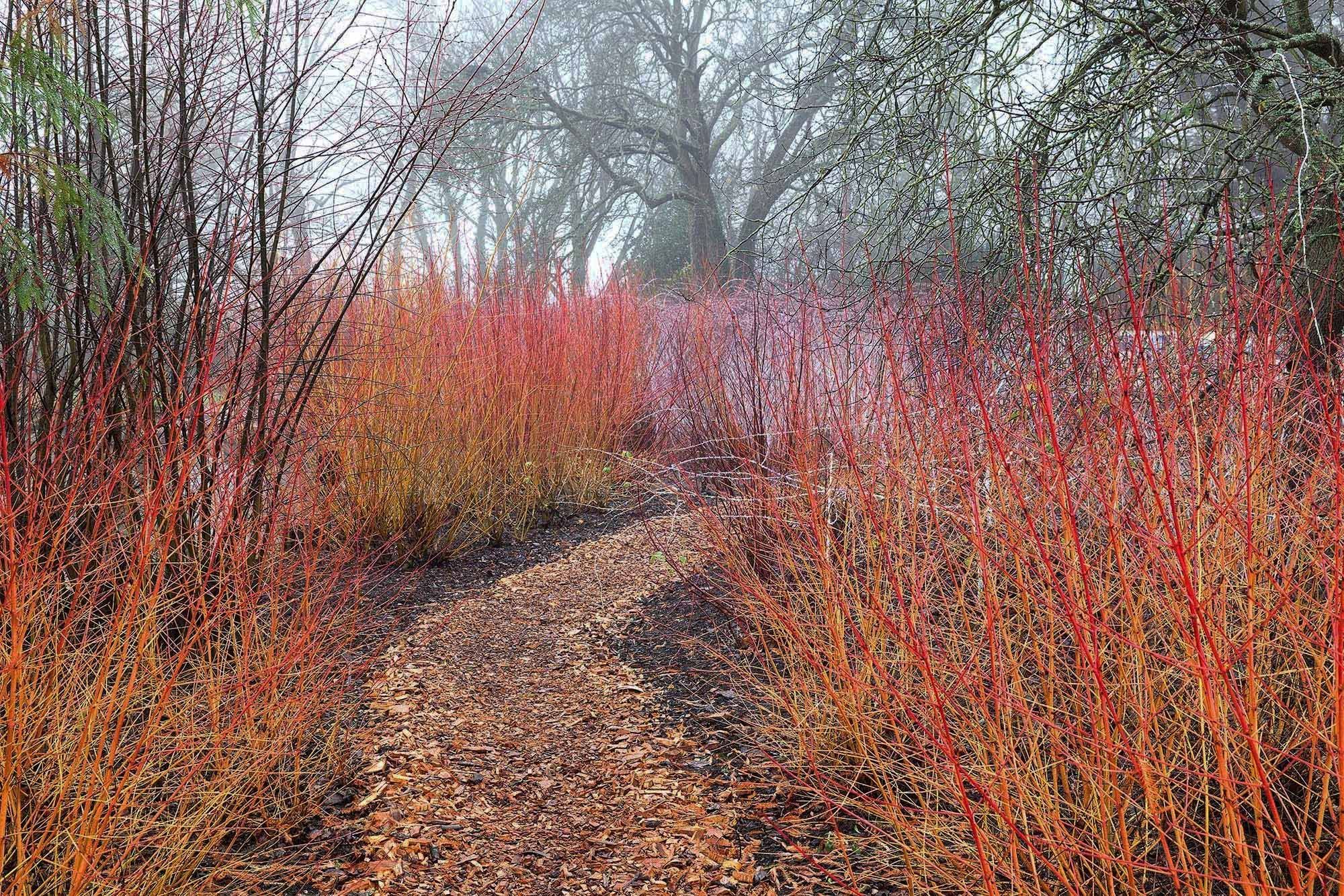 Дерен Эннис Винтер оранж. © Carole Drake