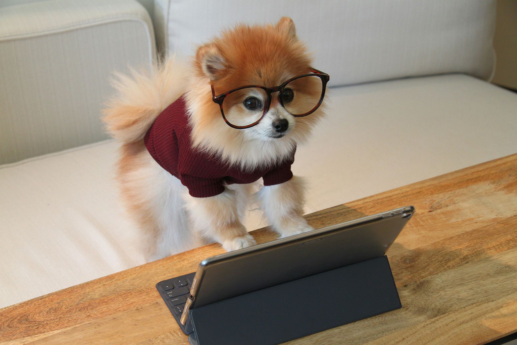 Фото: Cookie the Pom, Unsplash.com