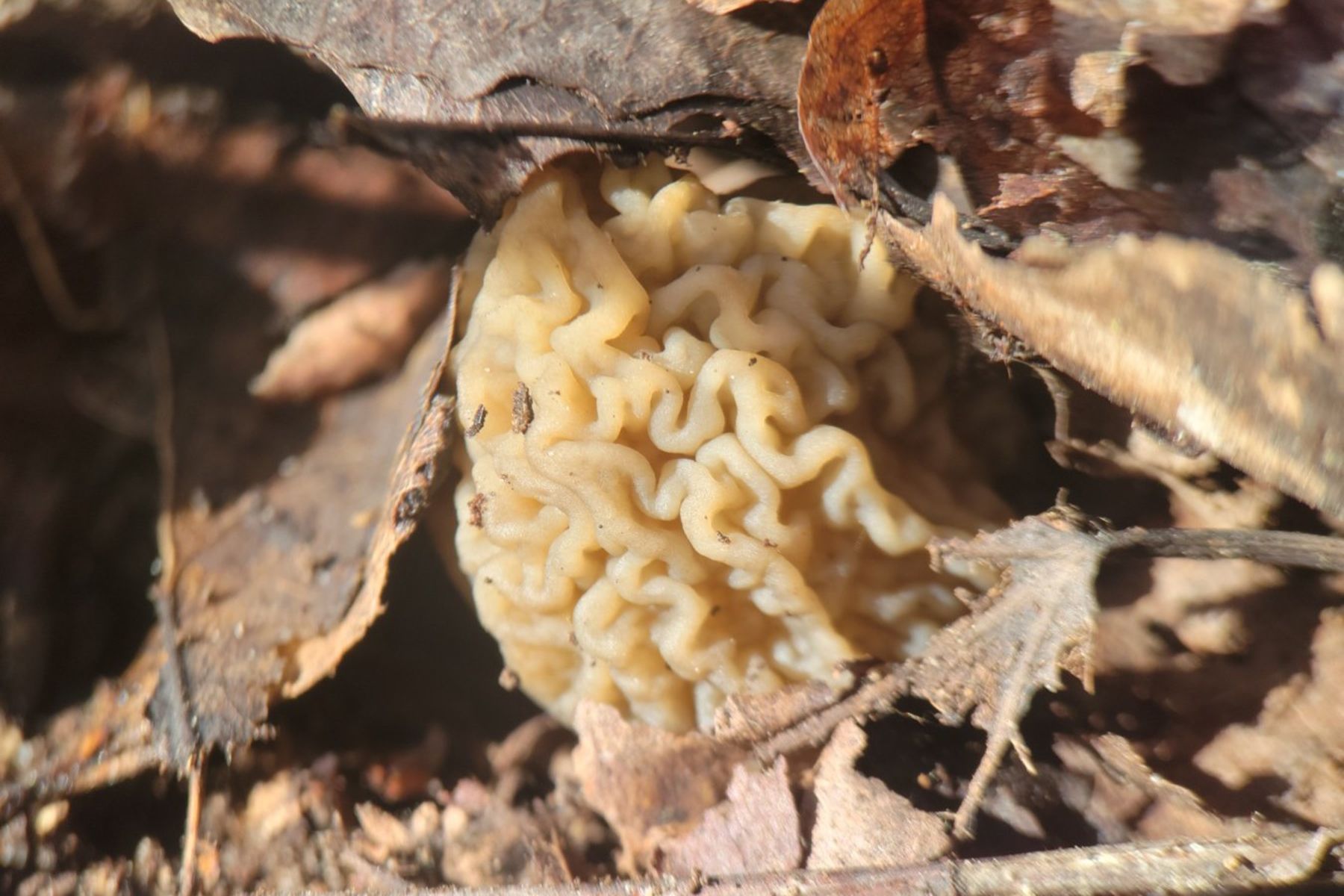 Строчки. © gribkino_batnatali, threads.com