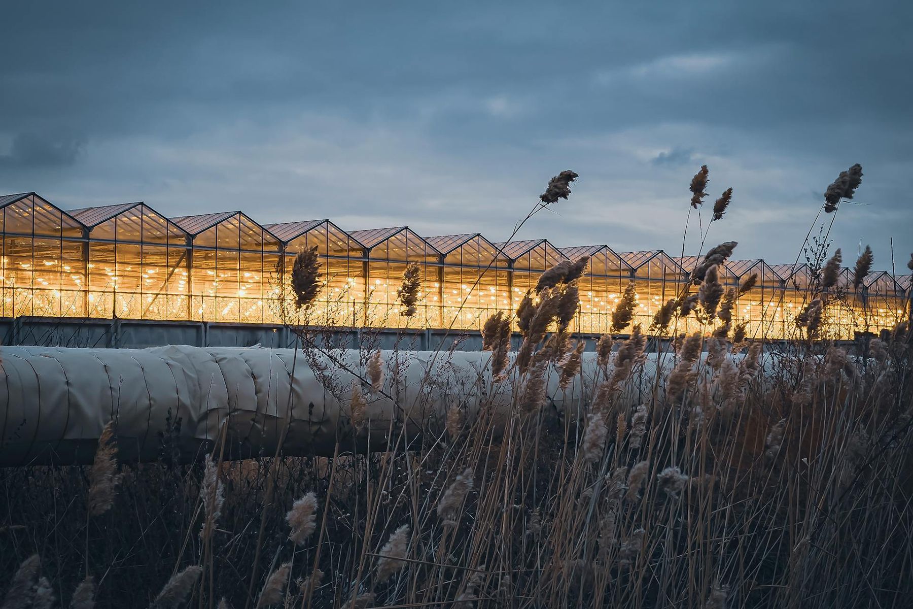 Освещение теплиц. Иллюстративный снимок. Фото: Walter Sullivan, pexels.com