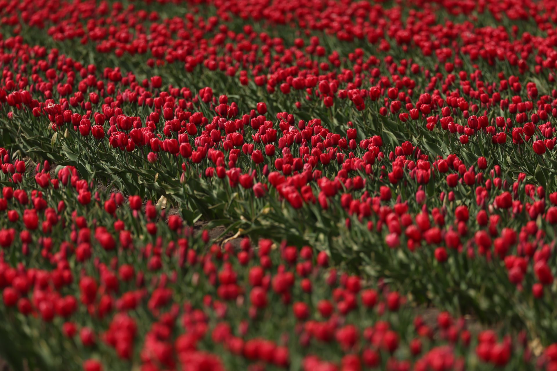 Поле тюльпанов