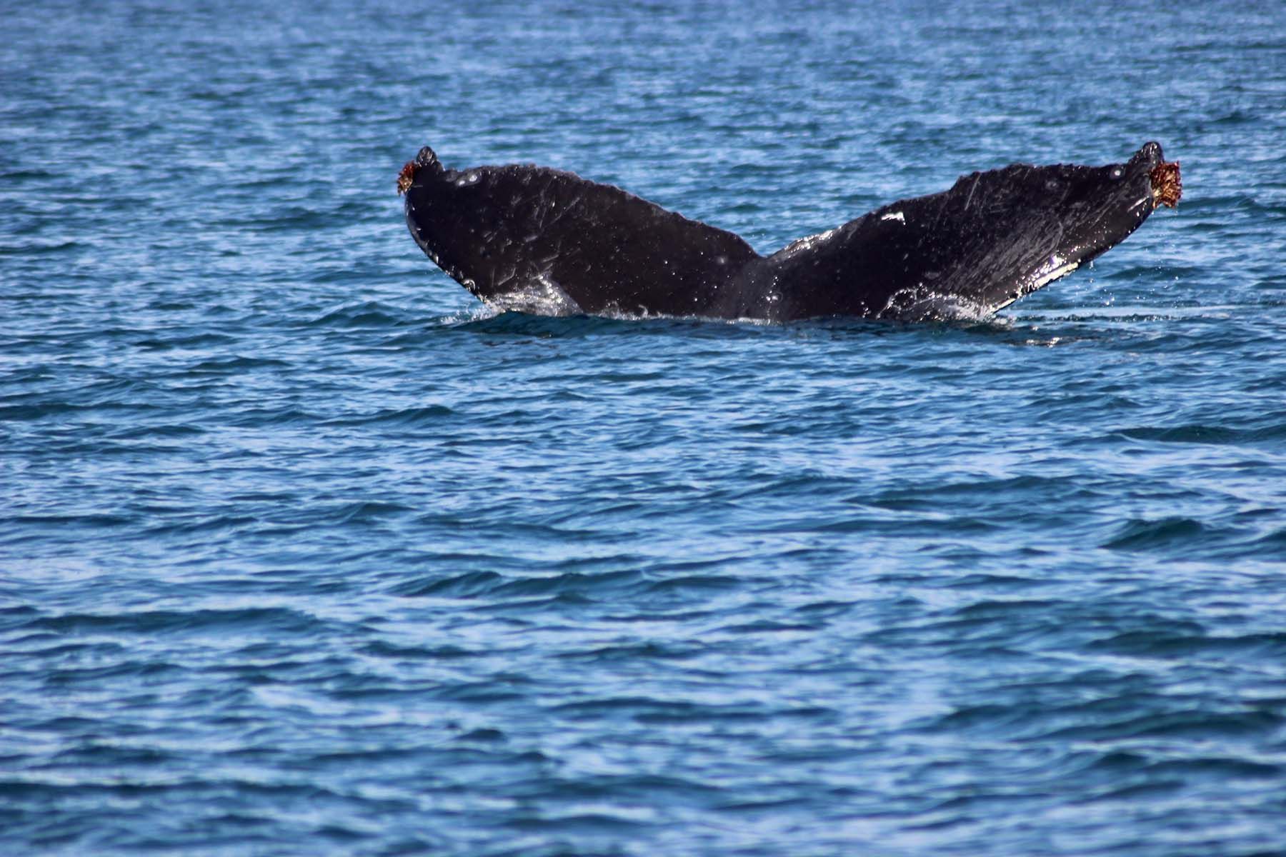 Горбатый кит. Иллюстративный снимок. Фото: u_tz8827g3, Pixabay.com