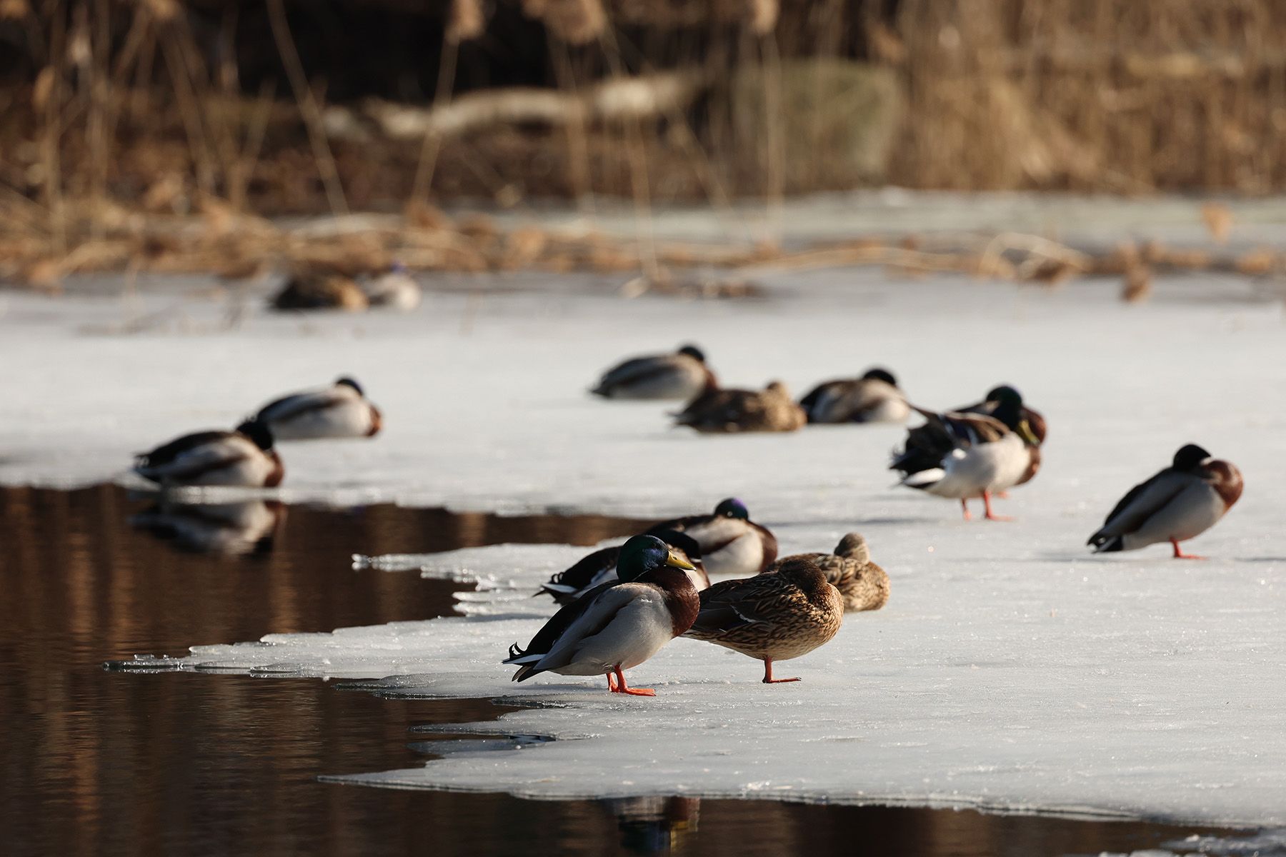 © Павел Орловский, Times.by