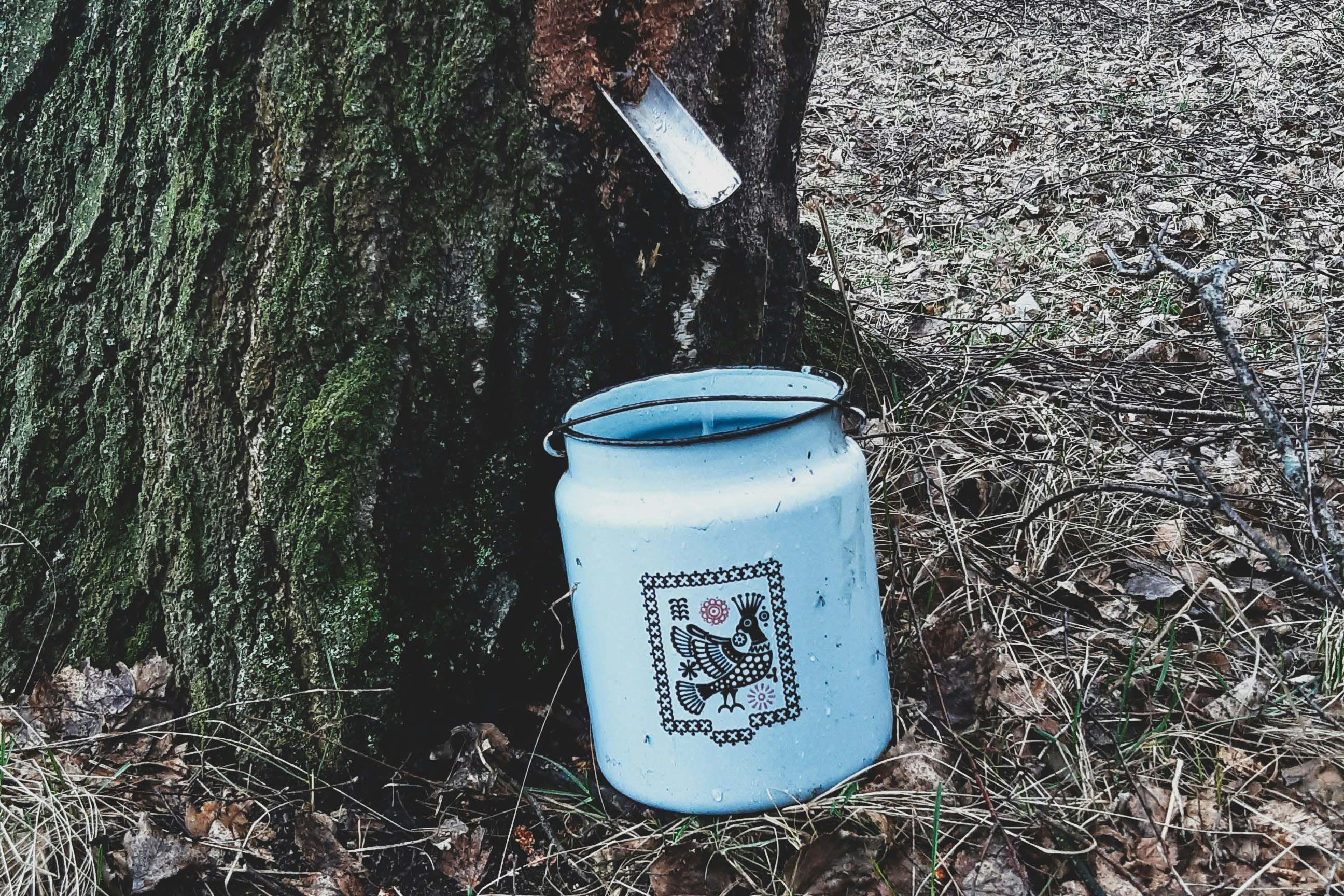 Заготовка березовоый сок