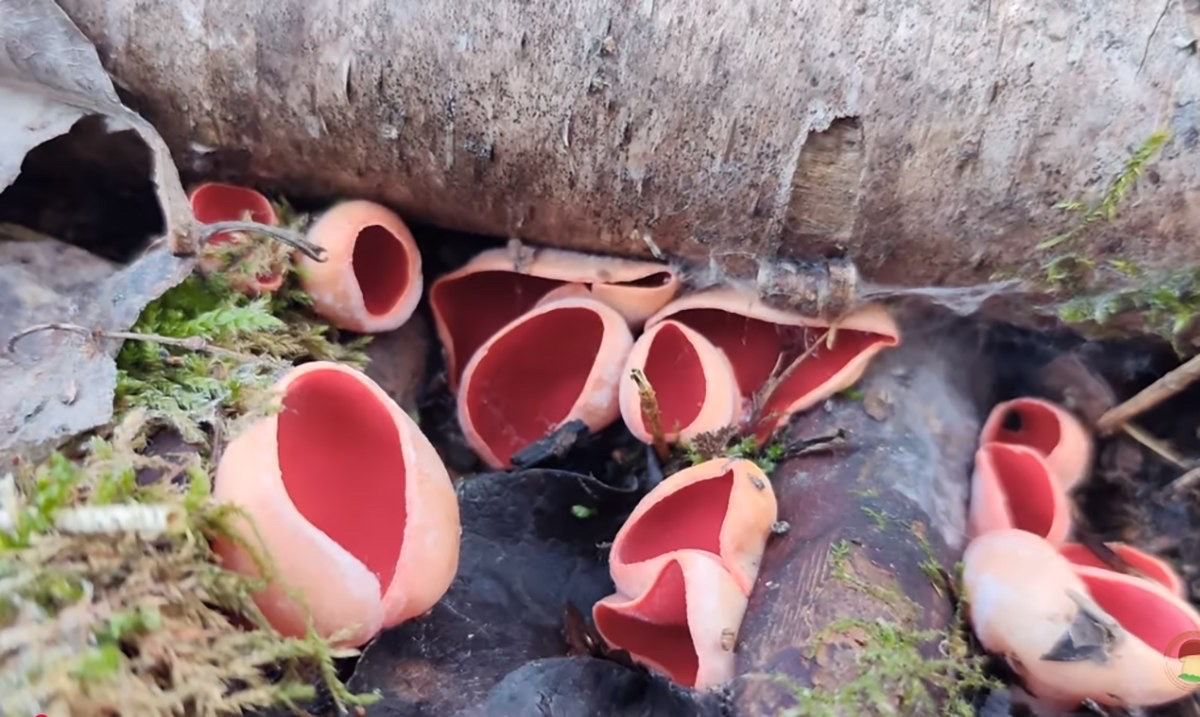 Саркосцифа алая. © «Грибные войска Беларуси», YouTube
