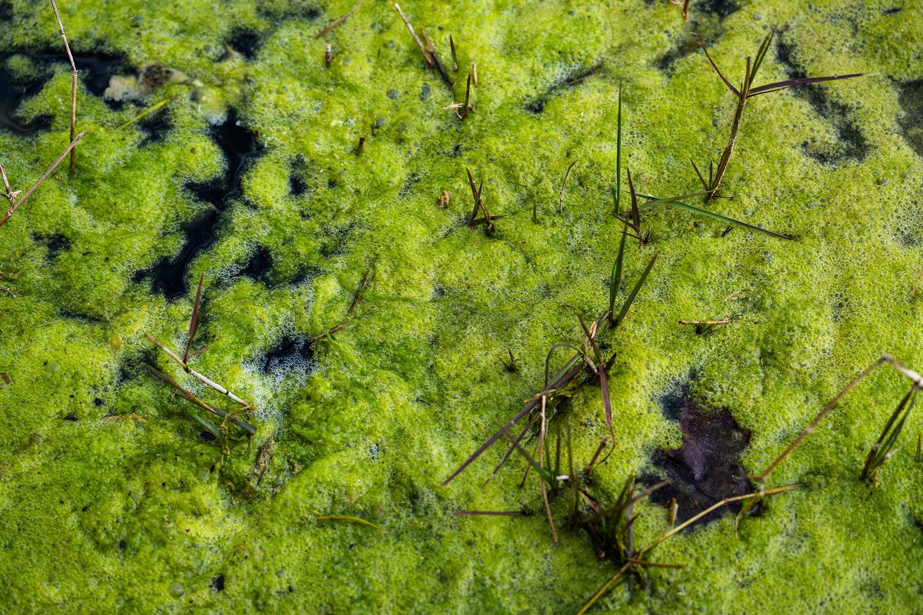 зеленая вода цветет водоросли тина 