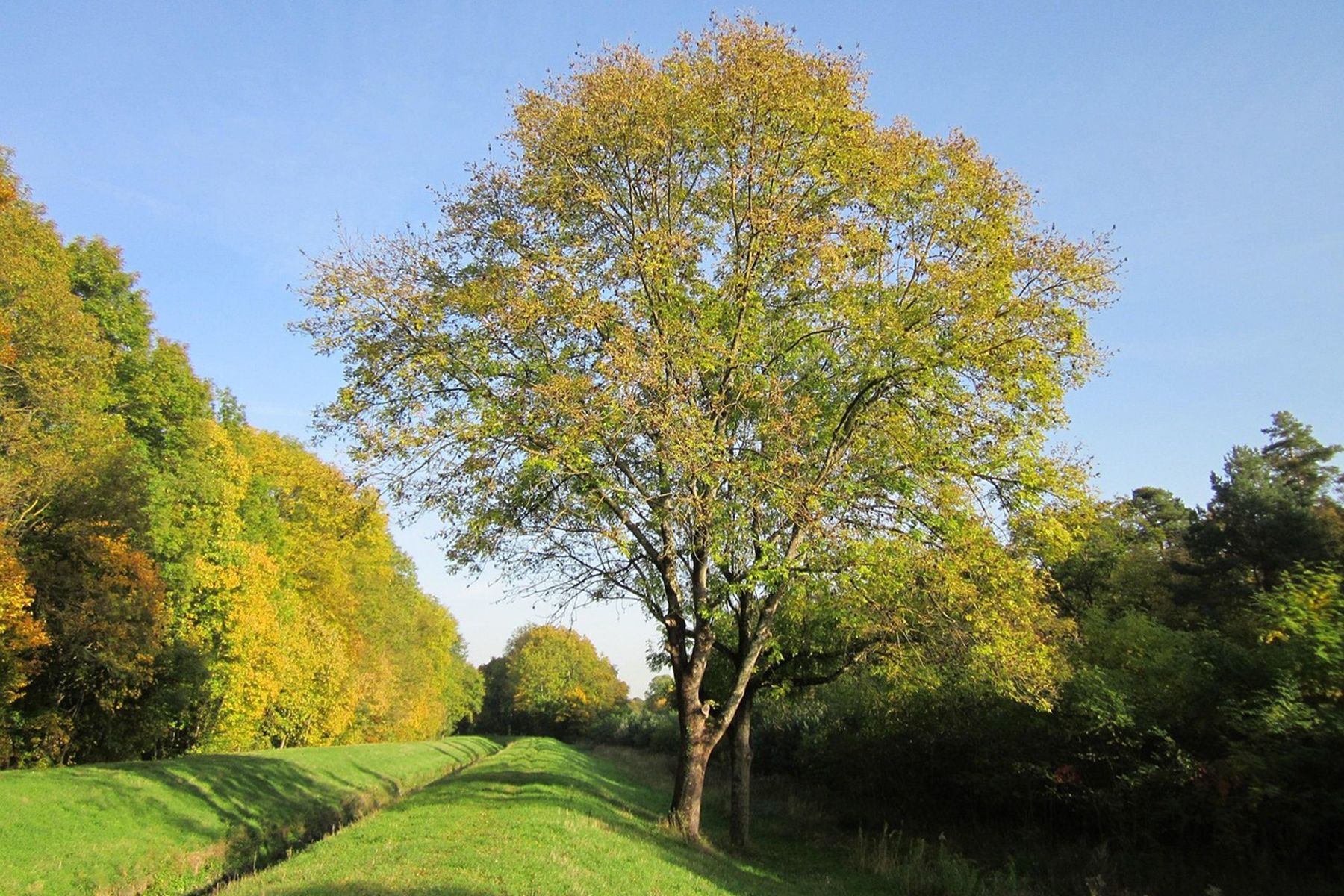 Ясень. Фото: WikimediaImages, pixabay.com