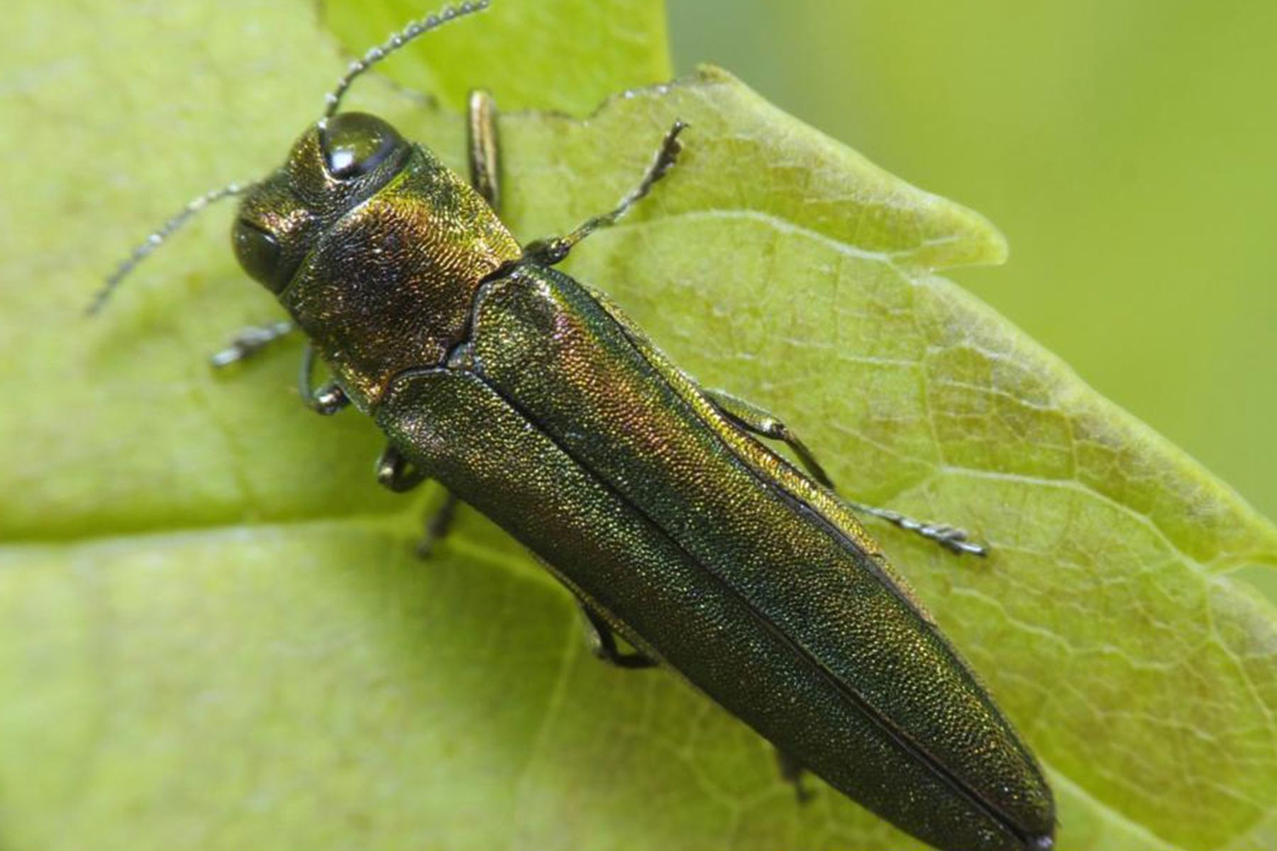 ясеневая изумрудная златка