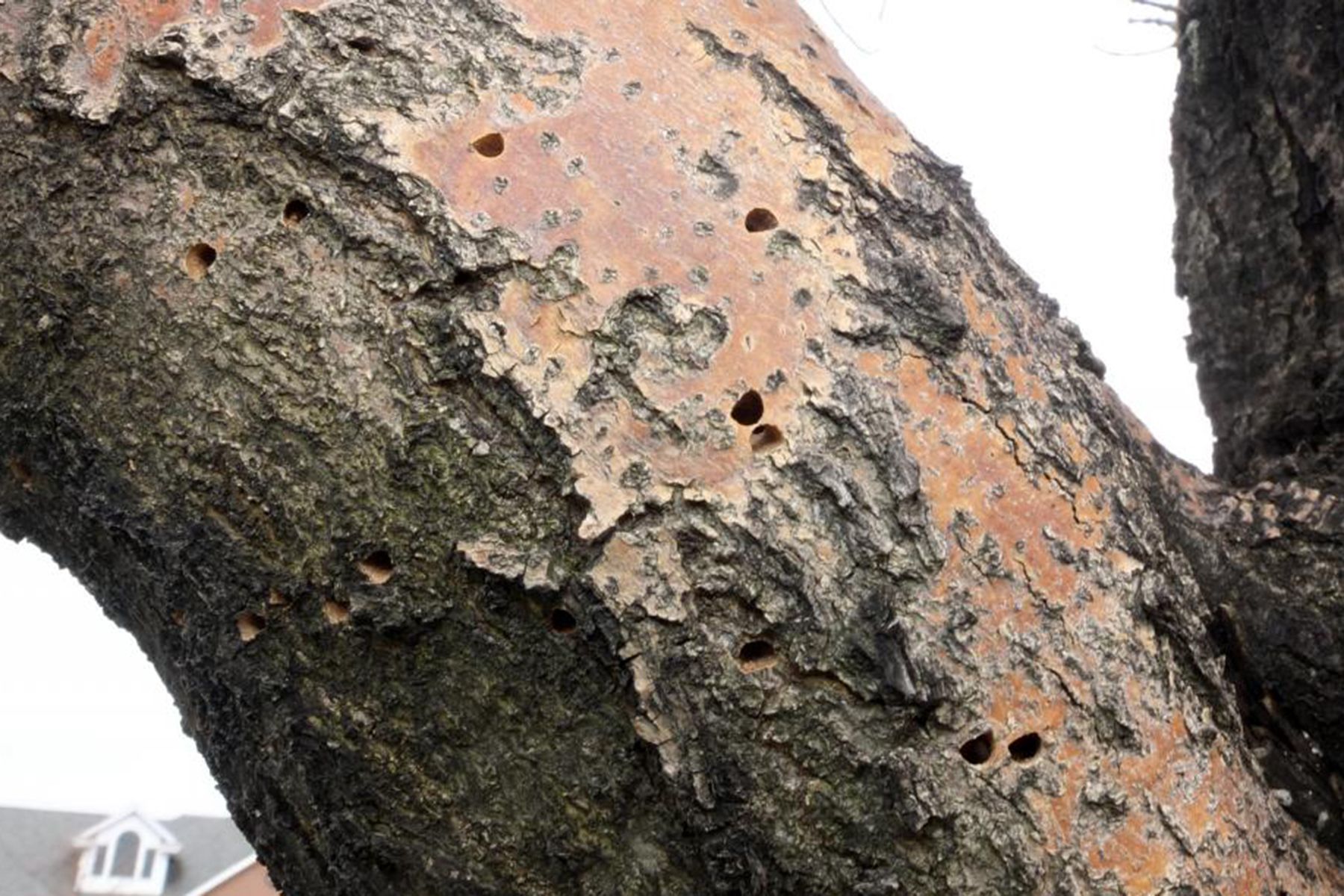 ясеневая изумрудная златка